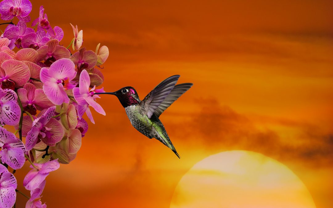 koliber zapylający kwiat